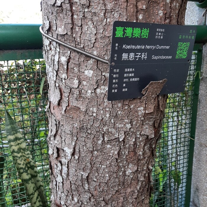 臺灣欒樹的樹幹通直，呈現灰黑色，最高可達20公尺。