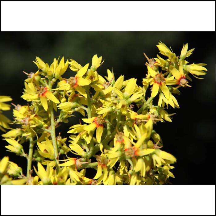 花朵呈金黃色，每朵小花有5片金黃花瓣。，約每年9─10月開花。來源：莊溪老師製作認識植物網站。