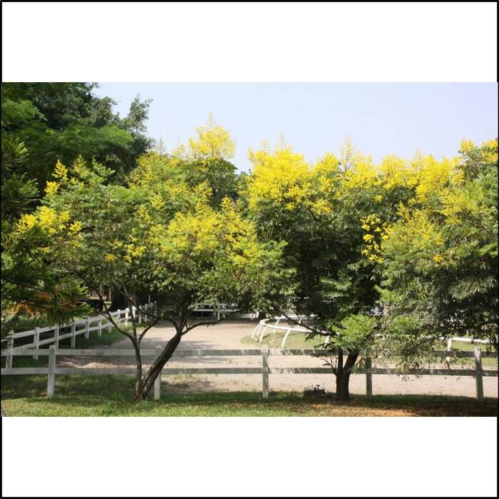 花朵呈金黃色，每朵小花有5片金黃花瓣。，約每年9─10月開花。來源：莊溪老師製作認識植物網站。