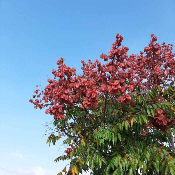 臺灣欒樹會結出像氣囊的果實，外形神似紙摺的小燈籠，果實的顏色會從嫩綠，轉變為玫瑰鮮紅色、磚紅色。