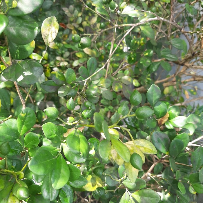 月橘會結出橢圓形的果實，一開始是綠色，成熟後會轉為橘紅色。