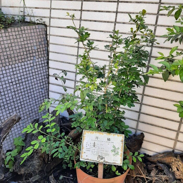 相較於生態池的月橘，回收場旁的月橘就顯的矮小許多。