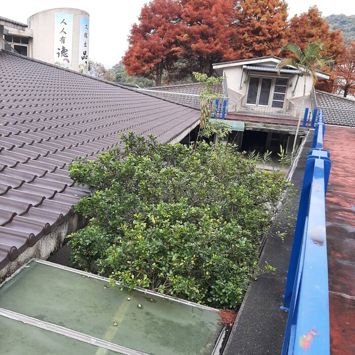 生態池旁的月橘樹形高大，樹梢甚至長到辦公室外的空中走廊。