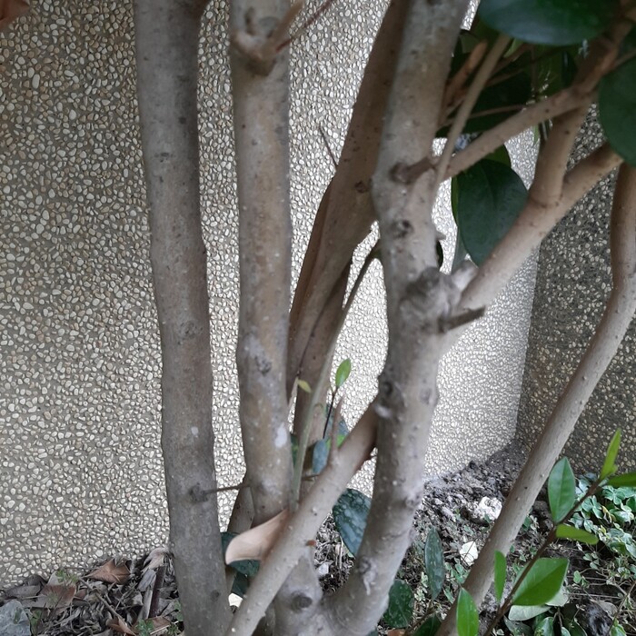 日本女貞的樹皮呈現灰褐色或淡灰色。