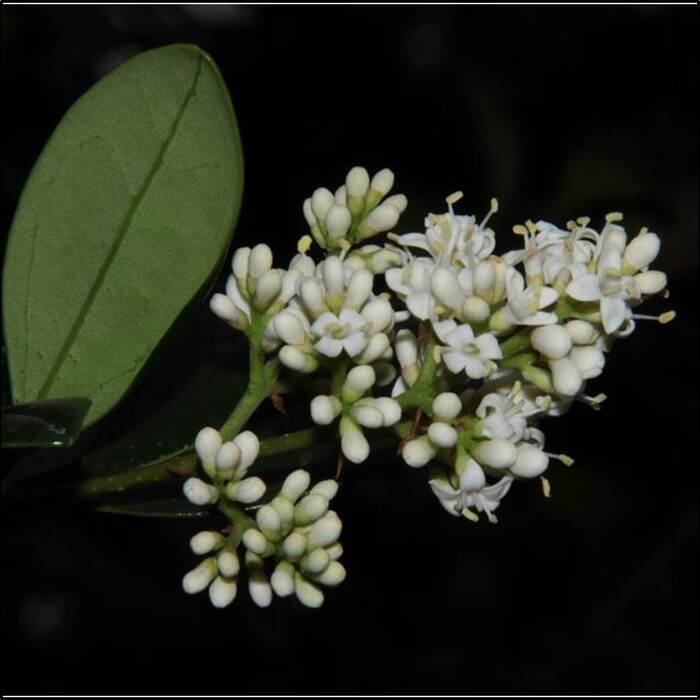 日本女貞的白花體積小，約在5-8月開花。來原：莊溪老師製作認識植物網站。
