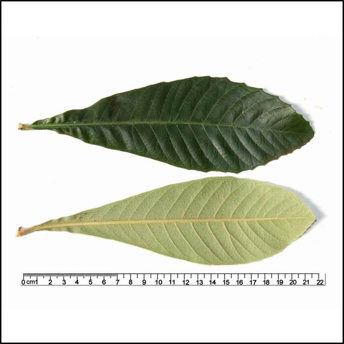枇杷的葉上表面呈暗綠色，葉緣有疏粗鋸齒。來源：莊溪老師製作認識植物網站。