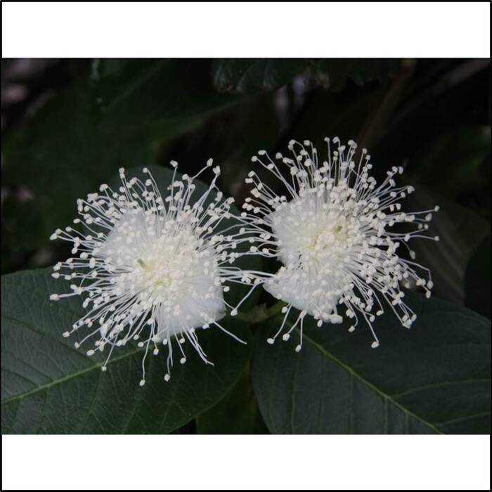 番石榴的花瓣白色。圖片中細長濃密、形似白色亂髮的部位是花的雄蕊。來源：莊溪老師製作認識植物網站。