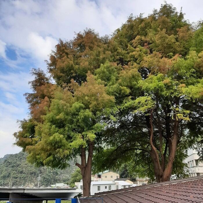 樹高可達20─40公尺，是校園內數一數二高大的樹。拍攝於2022.12.20。