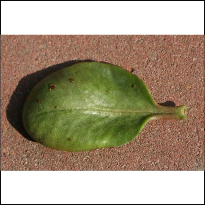 長壽花的葉片肥厚，顏色是深綠色的。來源：莊溪老師認識植物網站。