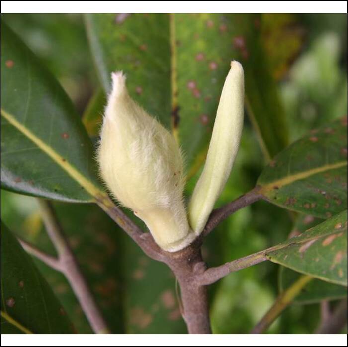 洋玉蘭的花朵是頂生的，意思是花朵會開在莖的頂端。附圖是洋玉蘭的花苞，來源：莊溪老師製作認識植物網站。