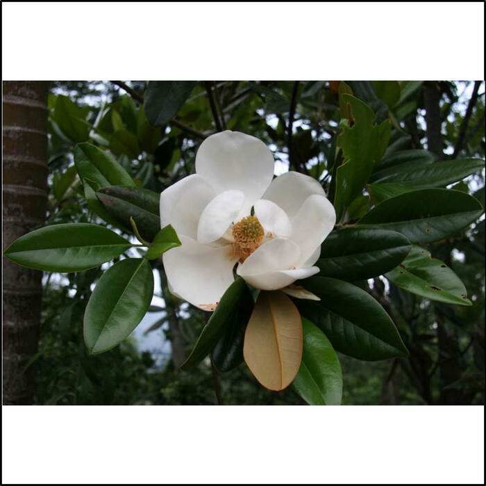 洋玉蘭的花是大形白色的，花徑可達12-24公分。來源：莊溪老師製作認識植物網站。