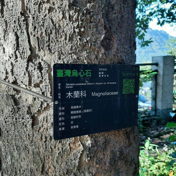 臺灣烏心石的樹皮呈灰褐色，具有斑紋。