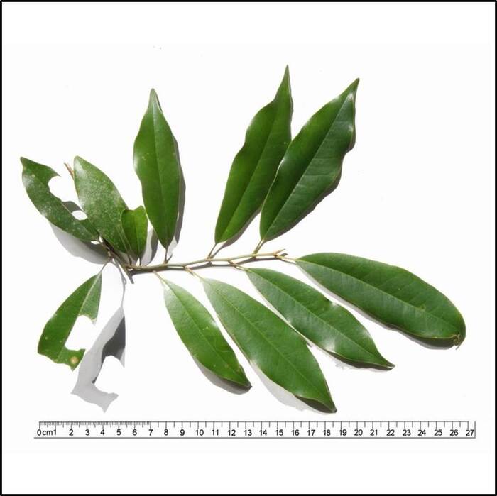 臺灣烏心石的葉序是單葉互生，葉形呈長橢圓披針形或披針形，葉有革質。來源：莊溪老師製作認識植物網站。