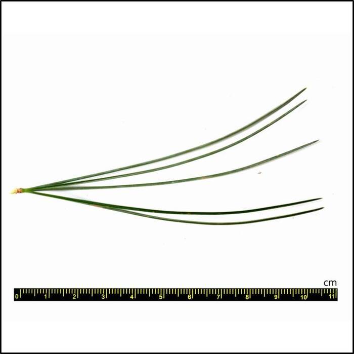 針形葉，五針為一束，葉長約6─8公分。來源：莊溪老師製作認識植物網站。