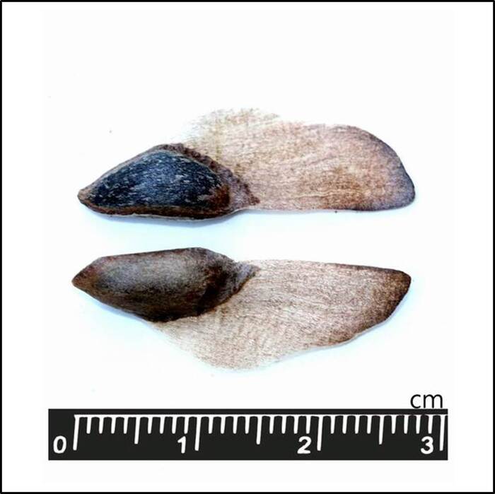 在毬果內可以找到，具有翅的種子。來源：莊溪老師製作認識植物網站。