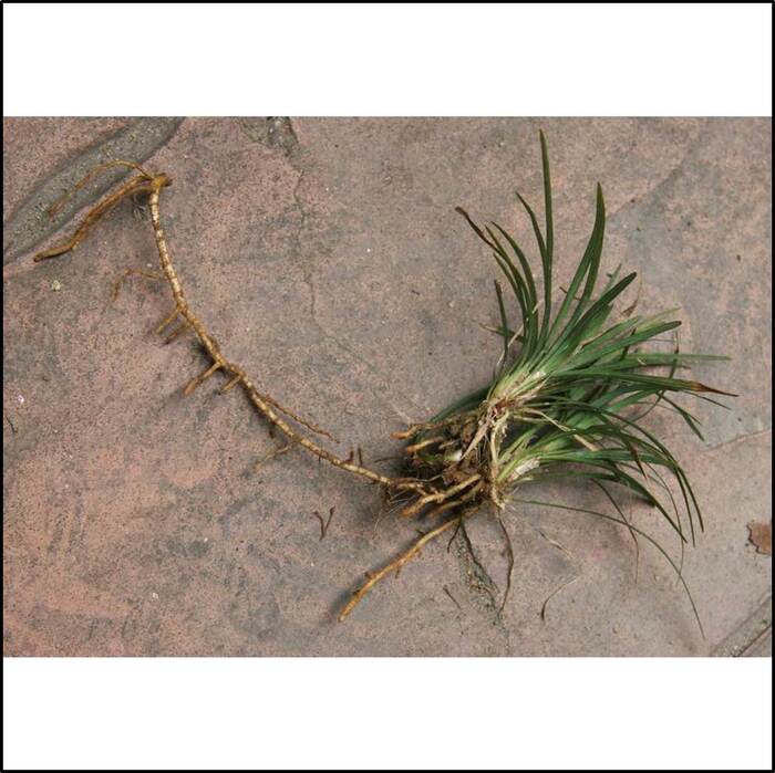 玉龍草的根系發達，最長可到20公分以上；莖則短小，幾乎看不到。