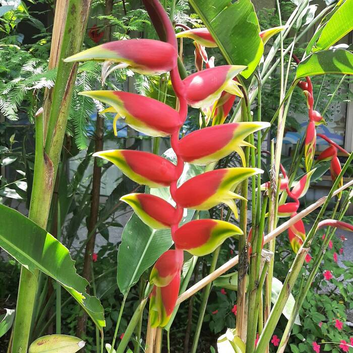 金鳥赫蕉的花朵互生，排列起來像下垂的蠍尾。拍攝於2023年5月30日。