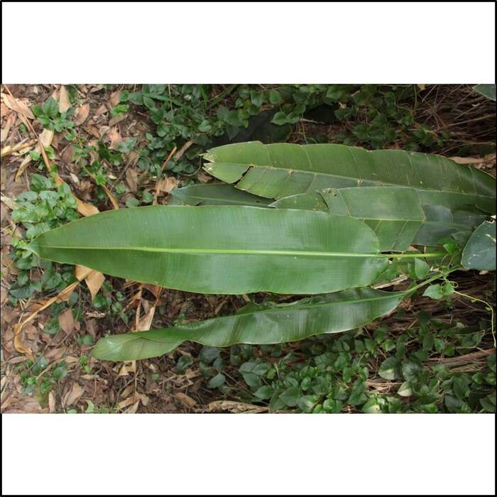 金鳥赫蕉的葉形是長橢圓形，長35-50公分，寬10-15公分；葉脈有清楚的中肋，側脈平行。來源：莊溪老師製作認識植物網站。