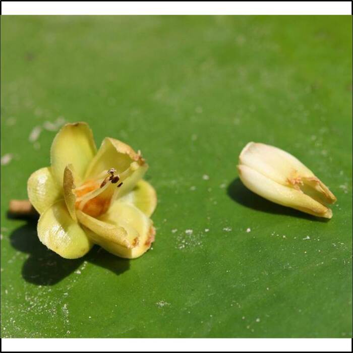 花體積小，花色是白色或淡黃色。來源：莊溪老師製作認識植物網站。