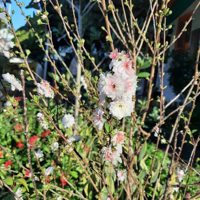 郁李有白色的花瓣以及粉紅色的雄蕊。 從照片看到小小的葉子，可以推測開花的時間比葉子出現的時間還要早。