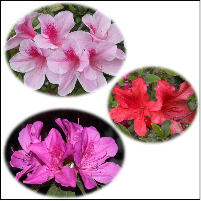 杜鵑花的花朵顏色多變，非常漂亮。來源：莊溪老師製作認識植物網站。