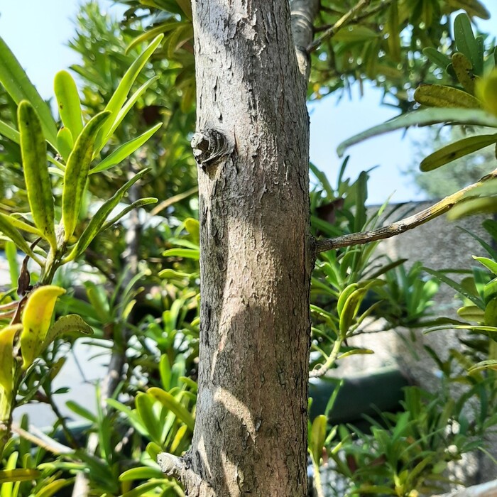 羅漢松的樹皮呈灰白色，質地平滑。