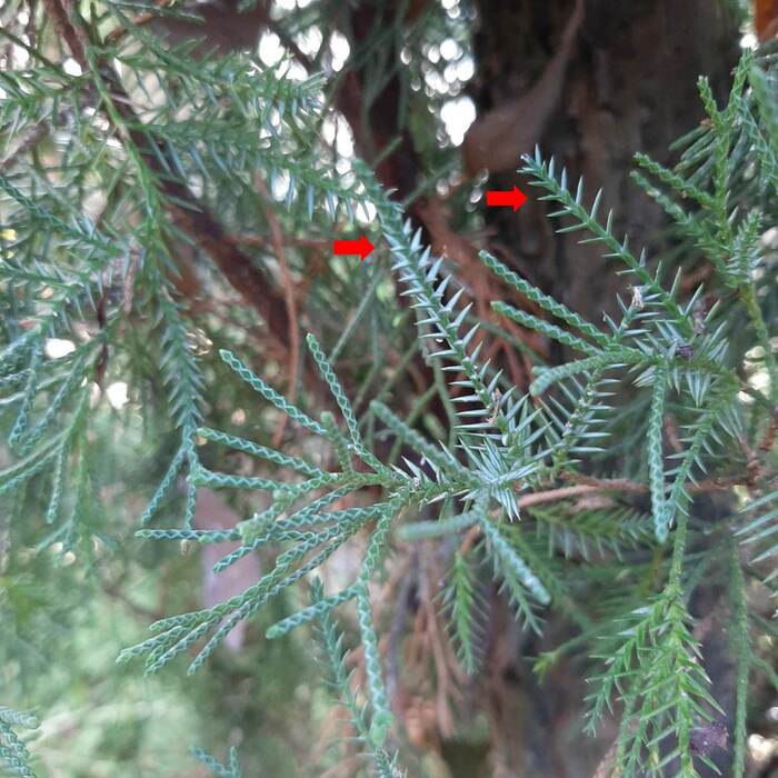 除了鱗片形葉外，龍柏偶爾也會長出約0.5─1公分的針狀葉，如紅色箭頭處。