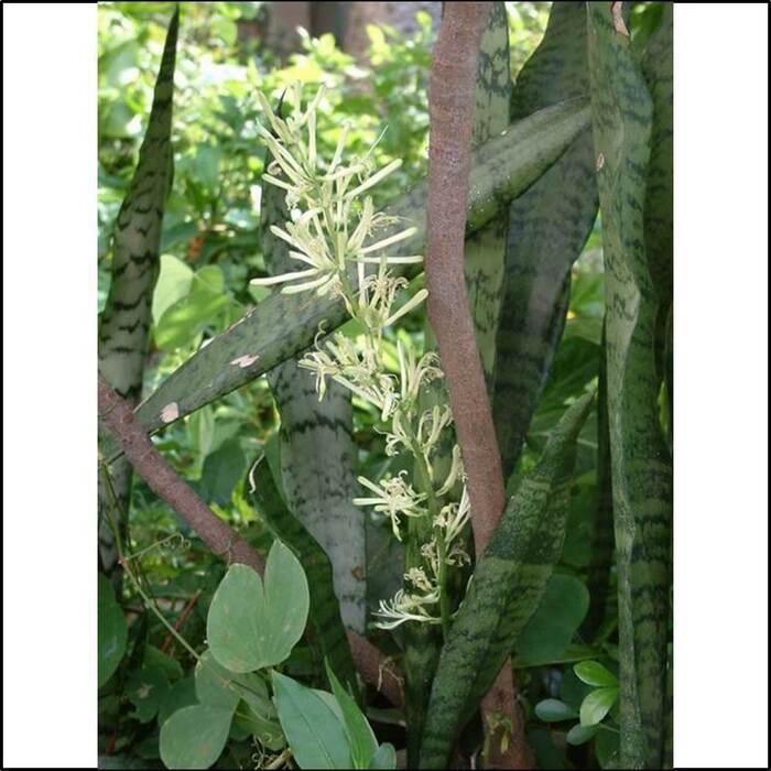 虎尾蘭通常在夏天開花。花朵是白色、黃白色或淡綠色，花朵下部合生如筒狀。來源：莊溪老師製作認識植物網站。