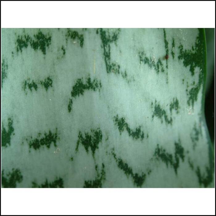 虎尾蘭的葉子有白綠色與深綠色相間的橫斑紋，看起來像老虎的尾巴，故得名虎尾蘭。來源：莊溪老師製作認識植物網站。