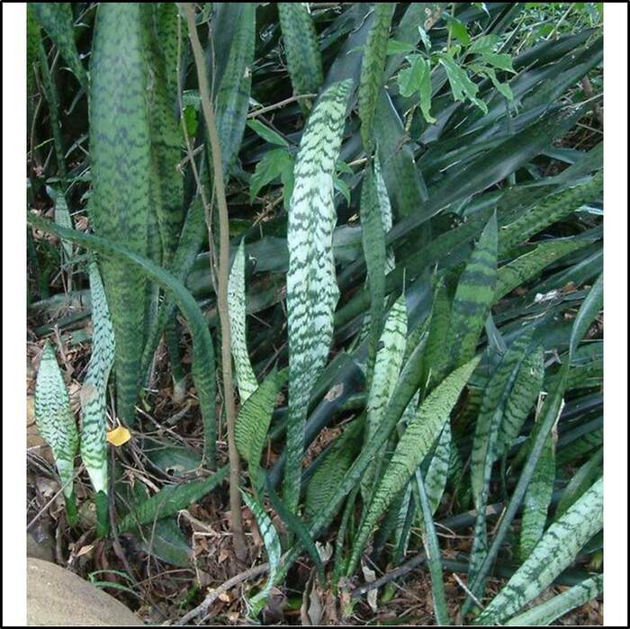 虎尾蘭的葉子質地肥厚，長30-100公分，寬約3-8公分。來源：莊溪老師製作認識植物網站。