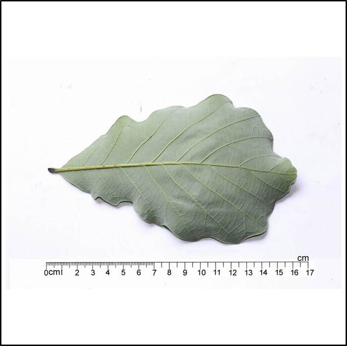 槲櫟的葉子面積大，葉背有密集的灰色毛茸。來源：莊溪老師製作認識植物網站。
