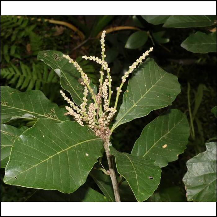 槲櫟的花朵小，花序呈下垂狀。來源：莊溪老師製作認識植物網站。