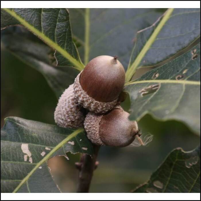 槲櫟的堅果。來源：莊溪老師製作認識植物網站。