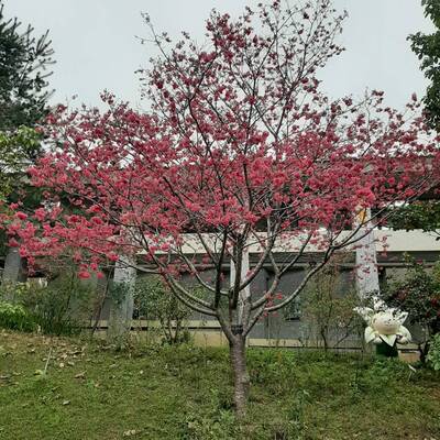 只有每年1─3月，花朵才會盛開的山櫻花。