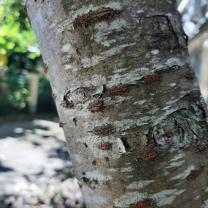 樹皮呈茶褐色，有金屬光澤，樹幹上可常見到環狀的皮孔構造。