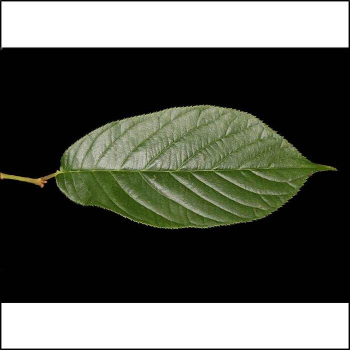 葉子呈卵狀橢圓形，邊緣有細鋸齒。來源：莊溪老師製作認識植物網站。