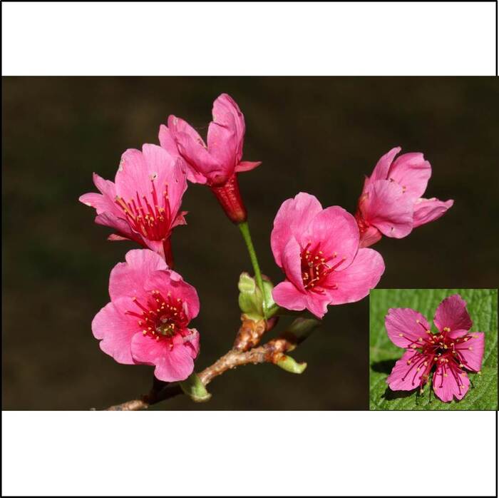 花辦的顏色以桃紅色最為普遍，一朵花有5枚花瓣。來源：莊溪老師製作認識植物網站。