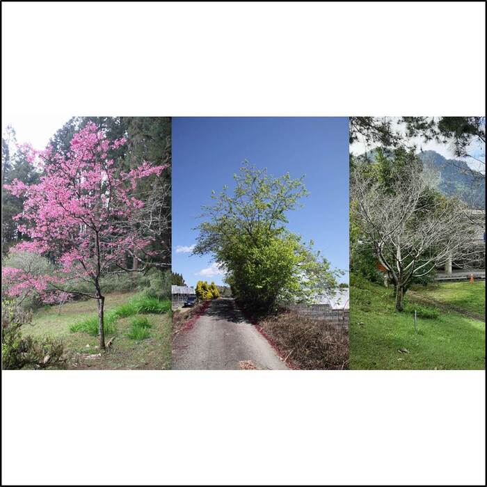 山櫻花是臺灣重要的觀賞花木，在不同季節會有不同的樣貌。由左至右分別為每年１－３月、４－１１月與１２－２月的樣貌。來源：莊溪老師製作認識植物網站。