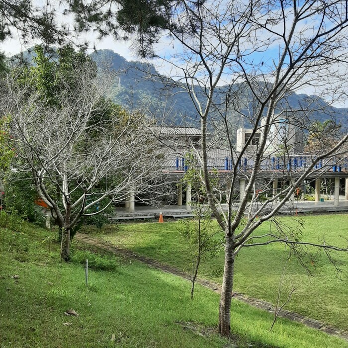操場旁邊的山櫻花。拍攝於2023.01.06。