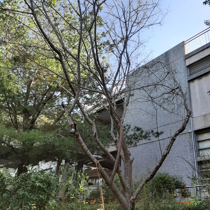 健康中心前的山櫻花。拍攝於2022.12.20。