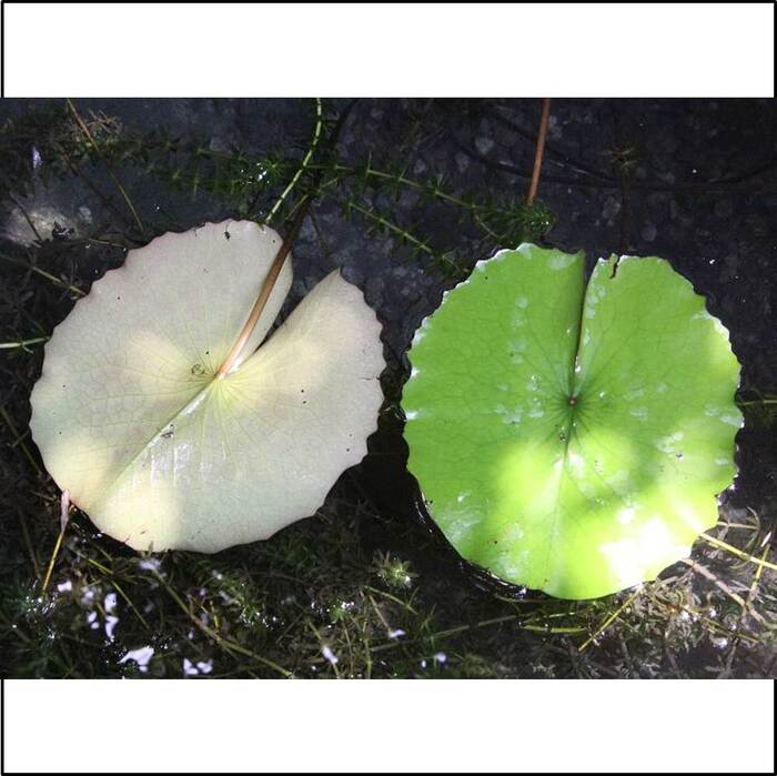 睡蓮葉子的正面與背面。來源：莊溪老師製作認識植物網站。