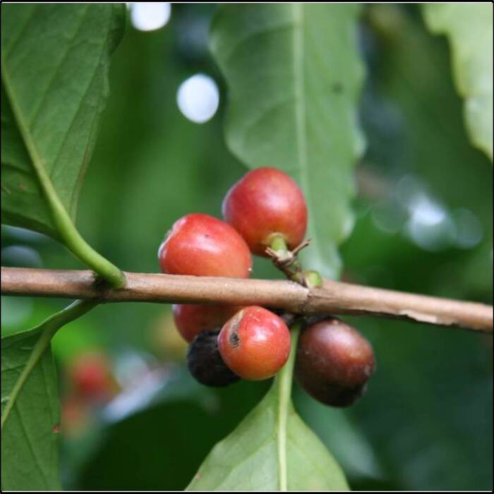 咖啡果成熟後，顏色轉為紅色。來源：莊溪老師製作認識植物網站。