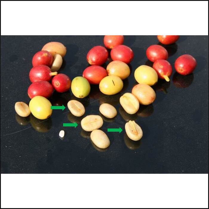 每顆咖啡果實內有一對扁平的種子，是俗稱的咖啡豆，生咖啡豆的顏色接近青綠色（綠色箭頭處）。來源：莊溪老師製作認識植物網站。