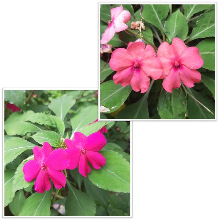 校園內的非洲鳳仙花有5個單瓣，水平開在同一平面，花色有紅色、桃紅色、粉紅色與白色，屬於四季常開花的植物。