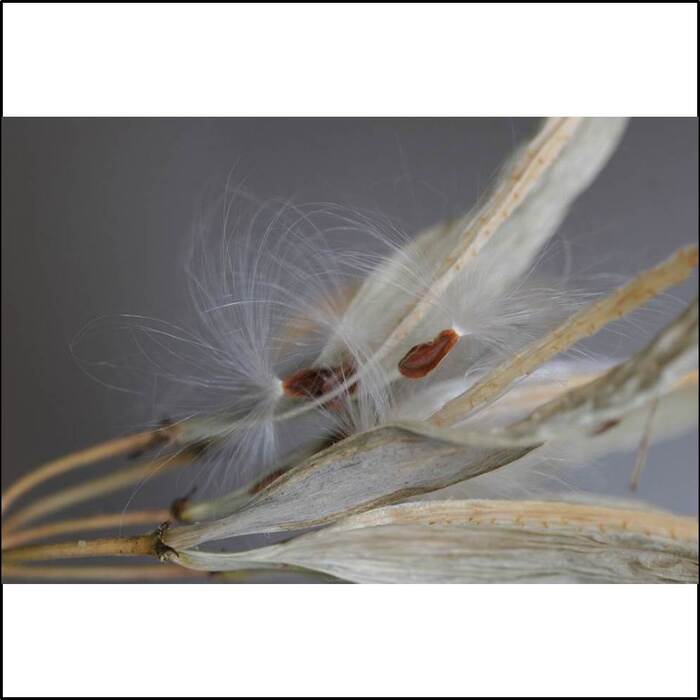 馬利筋的種子頂端有叢毛。叢毛使種子能隨風移動，有利於種子的傳播。來源：莊溪老師製作認識植物網站。