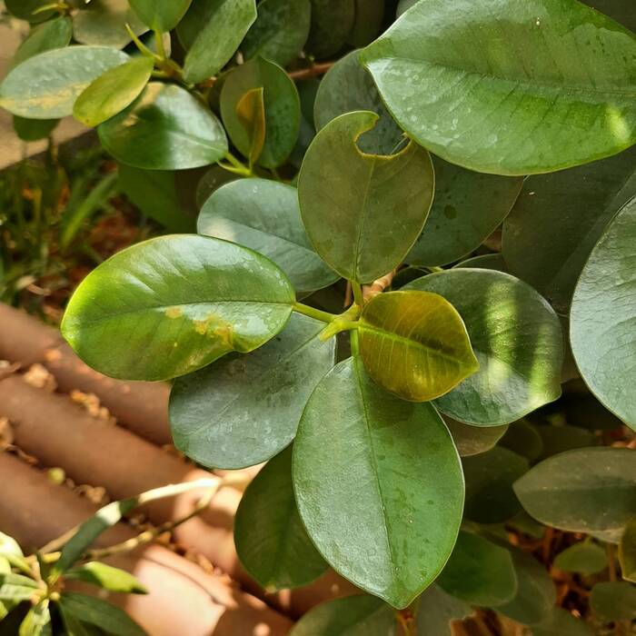 厚葉榕的葉子是單葉互生，葉片表面光滑，具有厚革質。