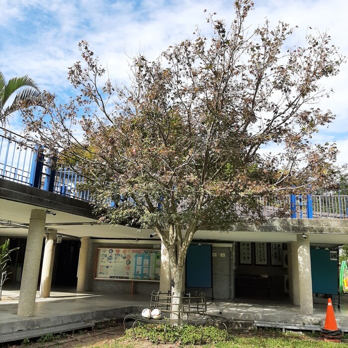 屹立於學校中心的青楓，此時的樹葉尚未全部變色。拍攝於2022年12月13日。