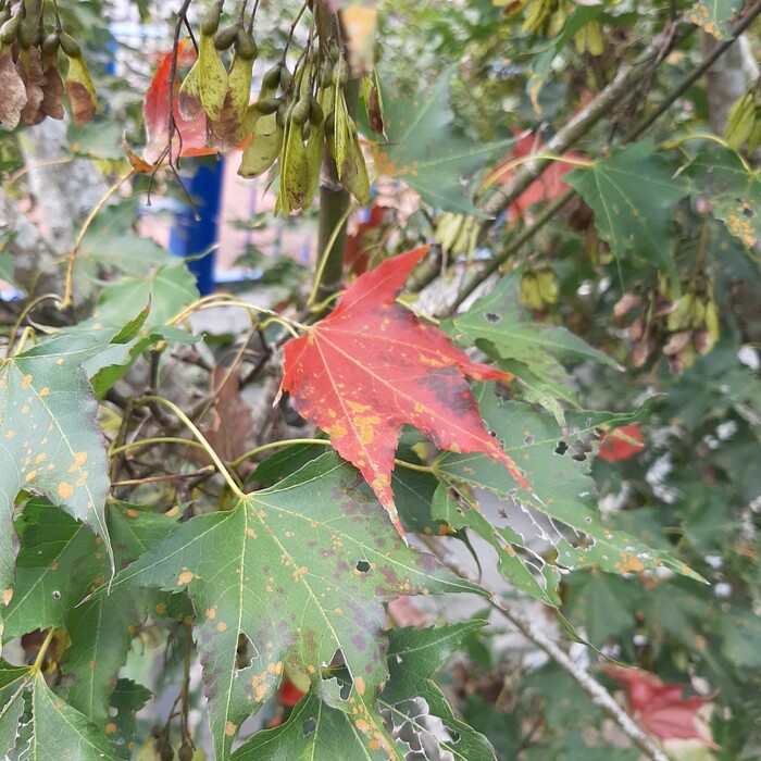 天氣轉涼後，青楓的樹葉會由綠色轉變為黃色、紅色。