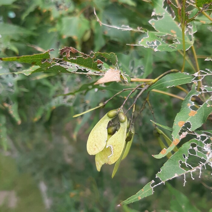 青楓的成對翅果，在果實尚未成熟時，呈現青綠色。