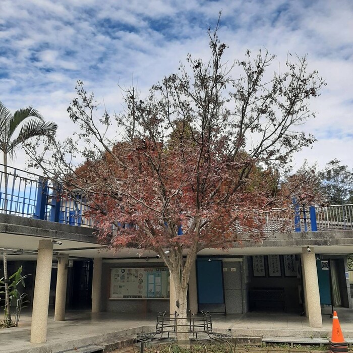 在落葉前，青楓的樹葉幾乎全部變色。拍攝於2022年12月29日。